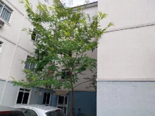 Imagem do imóvel AP98591